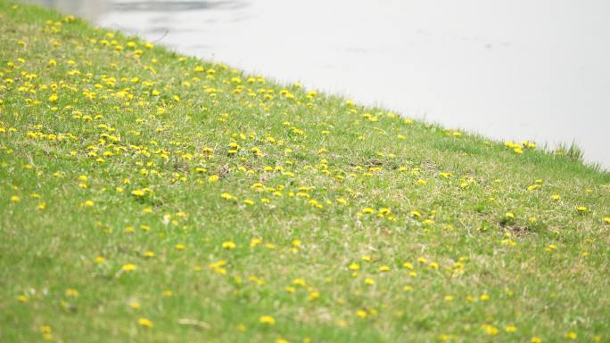 湖畔草地野花蒲公英黄花小花满地小花春天