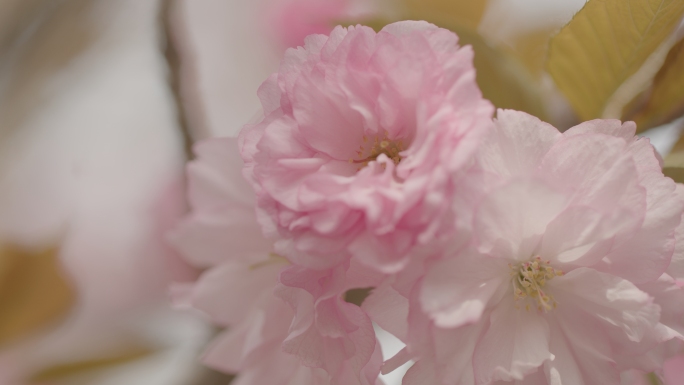 唯美樱花海棠花春暖花开