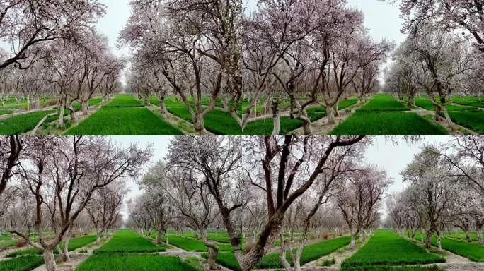 新疆喀什莎车县万亩巴旦木花海小麦航拍