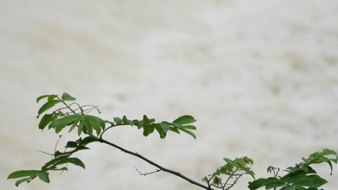 洪水来袭  大坝决堤