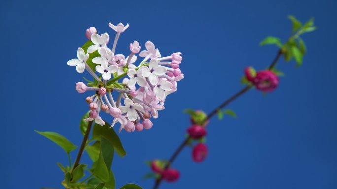 丁香花开 丁香 花开 春暖花开 花朵开放