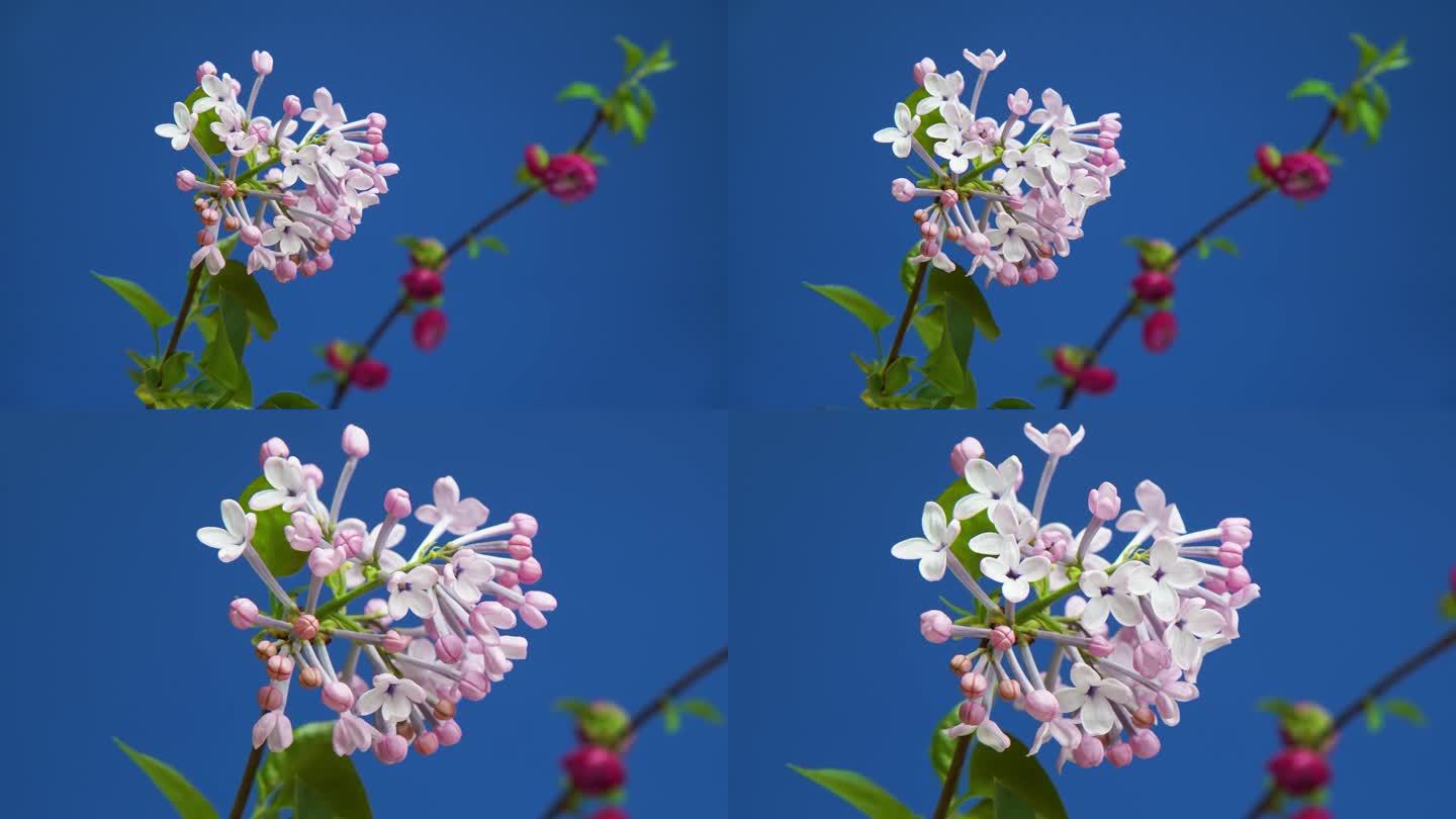 丁香花开 丁香 花开 春暖花开 花朵开放