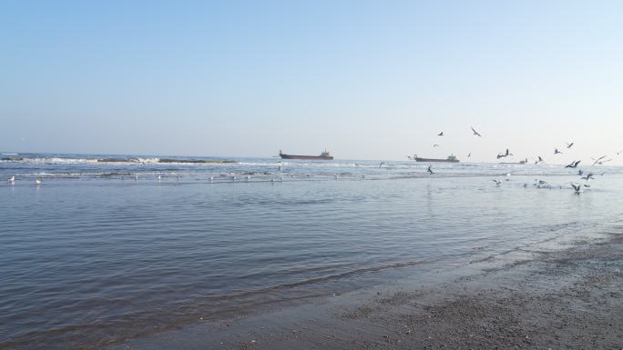 黄金海岸海浪海鸥飞翔 沙滩邮轮4K拍摄