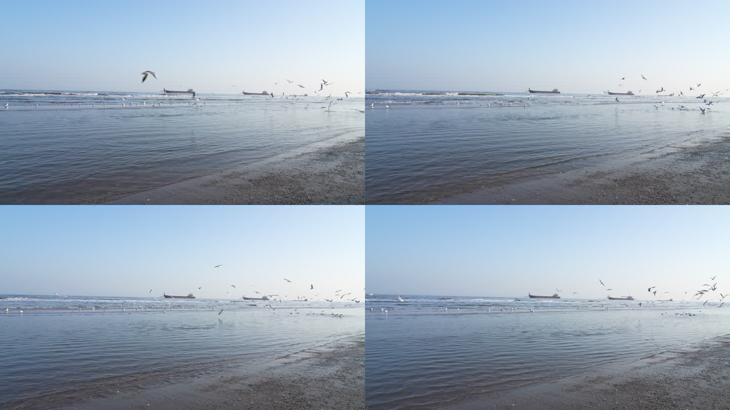 黄金海岸海浪海鸥飞翔 沙滩邮轮4K拍摄