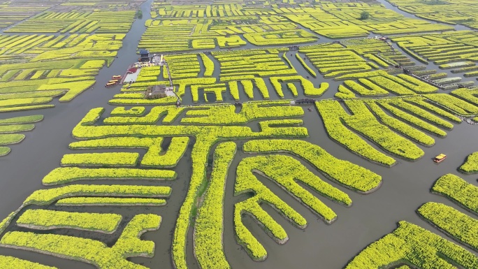 航拍油菜花 江苏兴化水上花海旅游