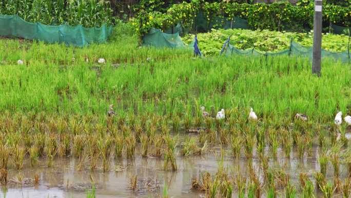 4K多镜头生态环境养殖水稻鸭稻共存环保