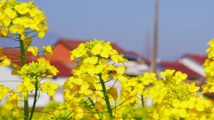 油菜花蜜蜂采蜜特写