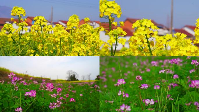 油菜花蜜蜂采蜜特写