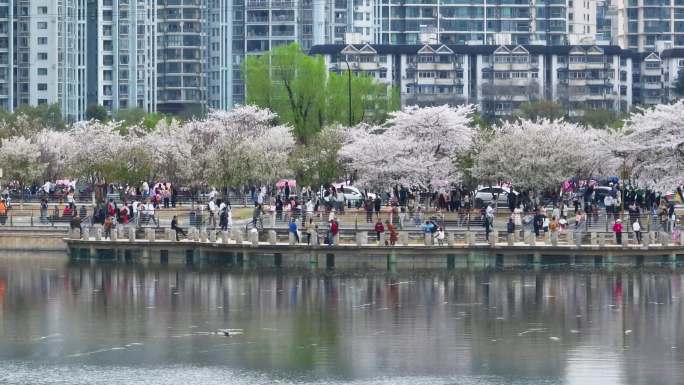 湖北武汉西北湖广场樱花盛开