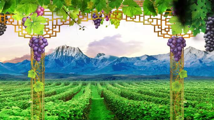 吐鲁番的葡萄