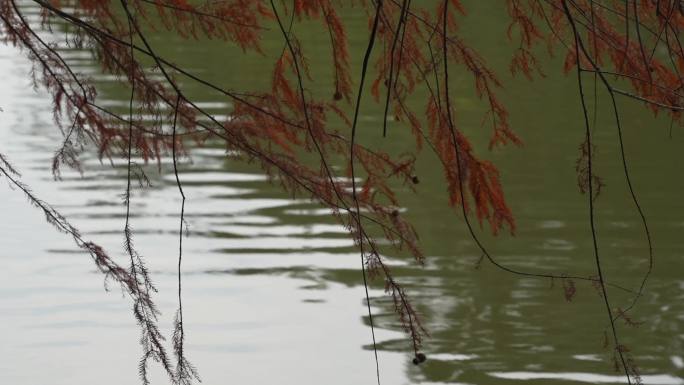 落羽杉荡漾在深圳仙湖湖面上