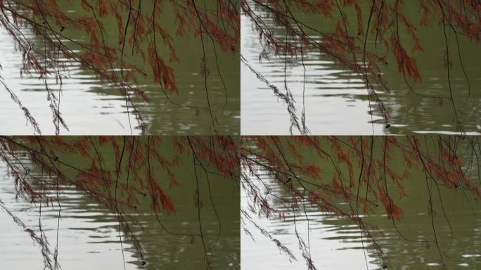 落羽杉荡漾在深圳仙湖湖面上