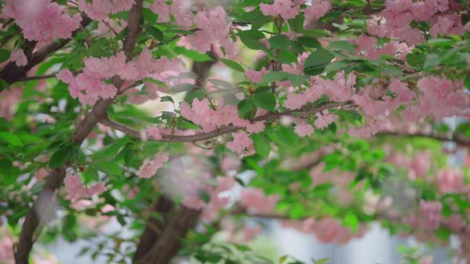 春日樱花街景空镜