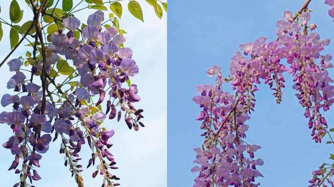 竖屏春天紫藤花盛开高清风景
