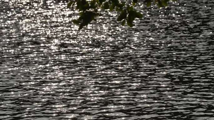 仙湖植物园波光粼粼的湖面