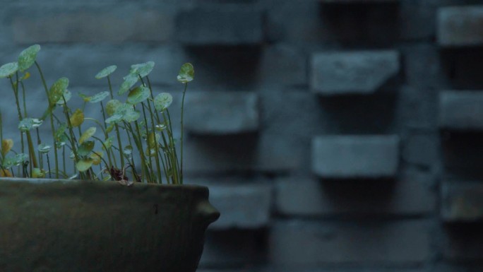 雨景 盆栽 绿植 情绪 氛围 升格