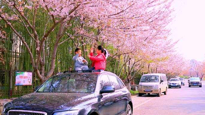 航拍青岛西海岸樱花大道 春天