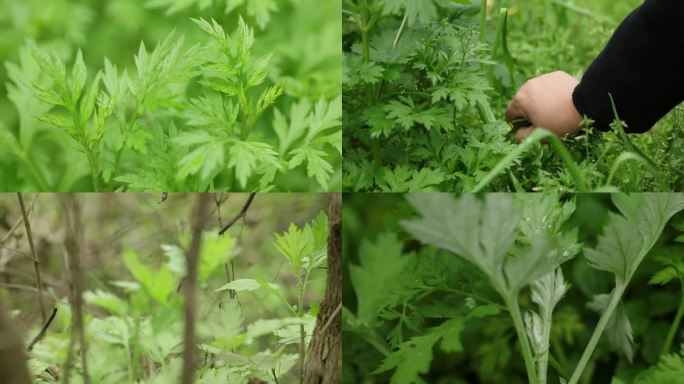 艾草特写野艾采摘