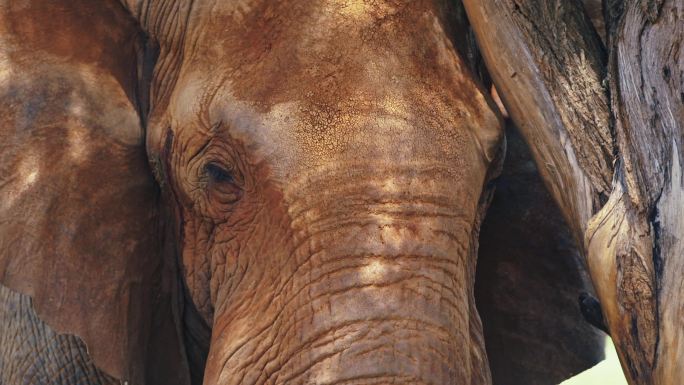 非洲大象4K