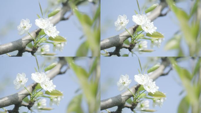 春天梨花开放、春风中摇曳的梨花实拍