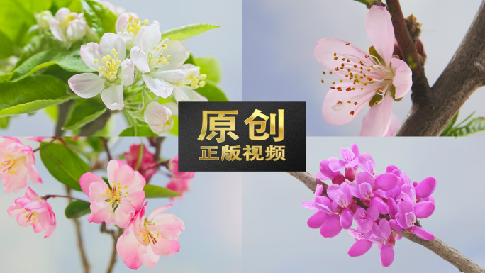 春天立春开花花开延时花唯美空境