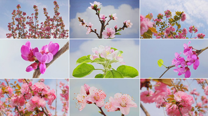 花春开花花春天开花延时唯美空境