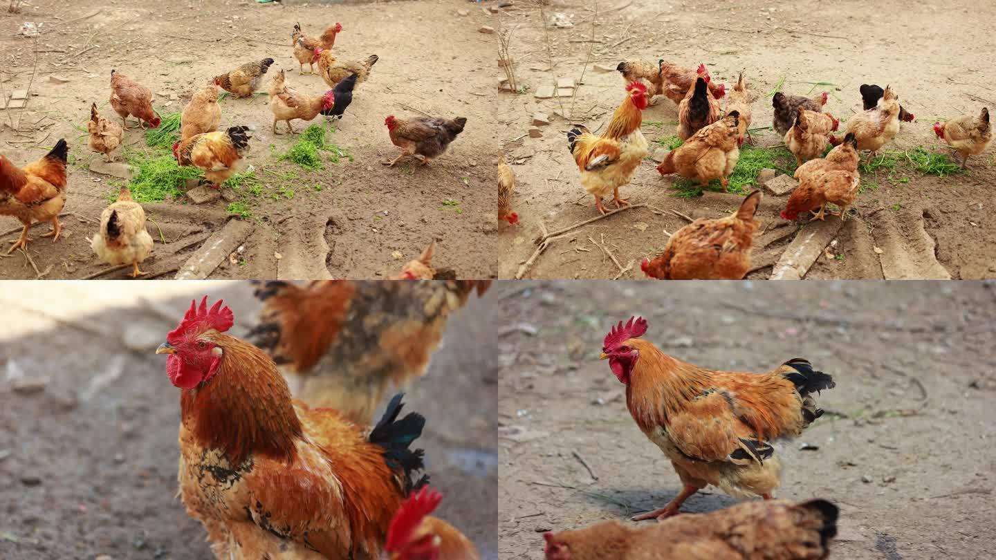 乡村养鸡场土鸡养殖