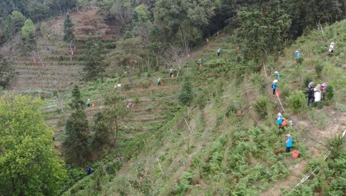 航拍茶山采茶