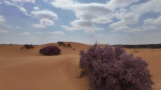 大漠桃花