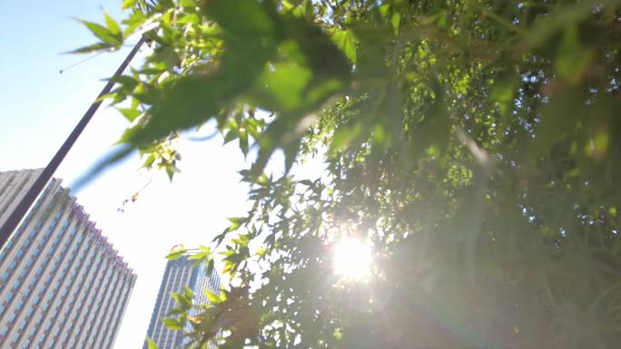 城市阳光穿过树叶子唯美风景视频素材3