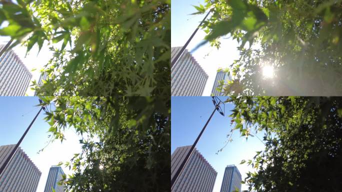 城市阳光穿过树叶子唯美风景视频素材3