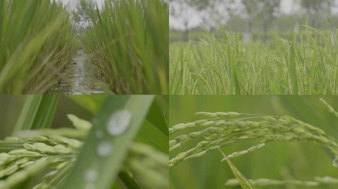 稻穗特写 稻穗 水稻 稻田