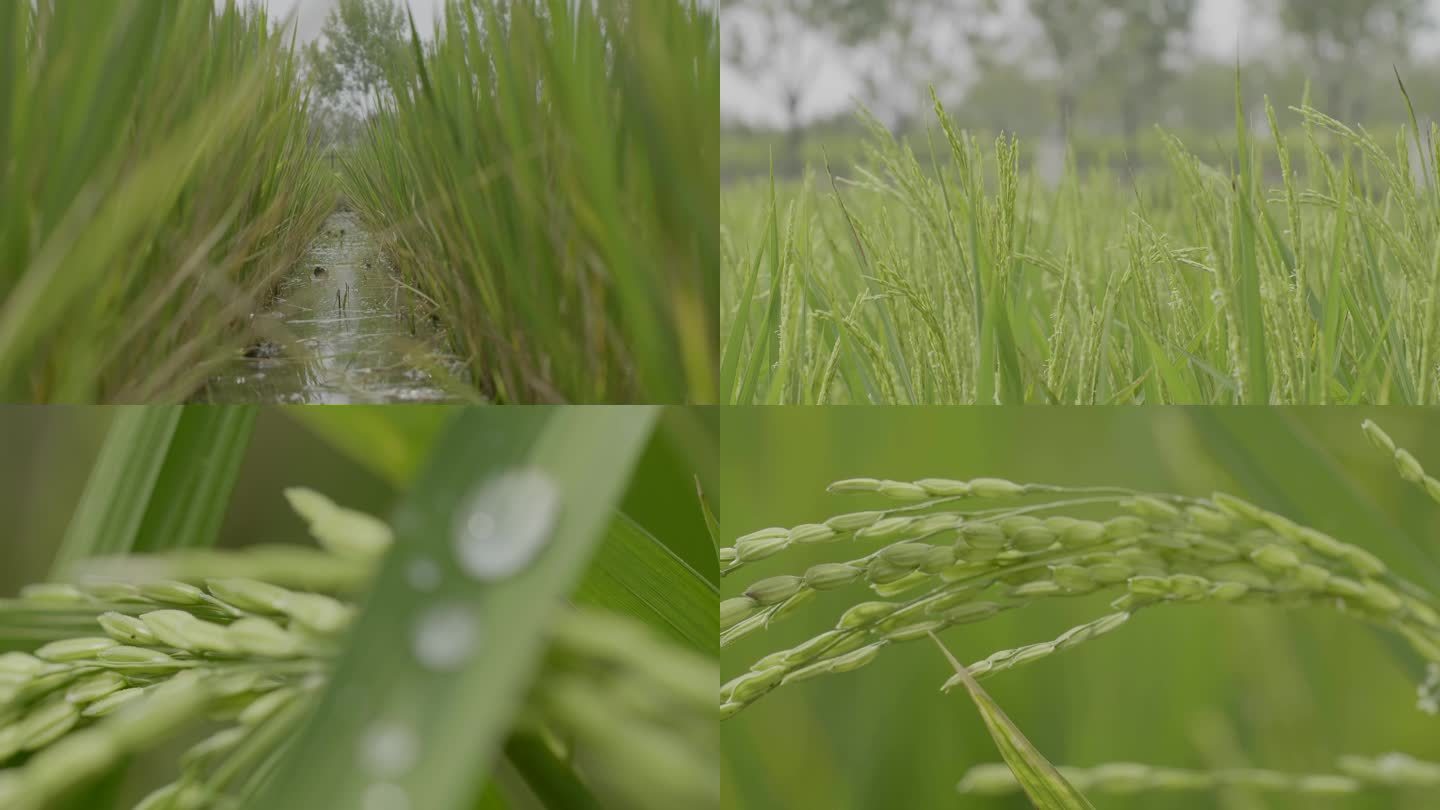 稻穗特写 稻穗 水稻 稻田