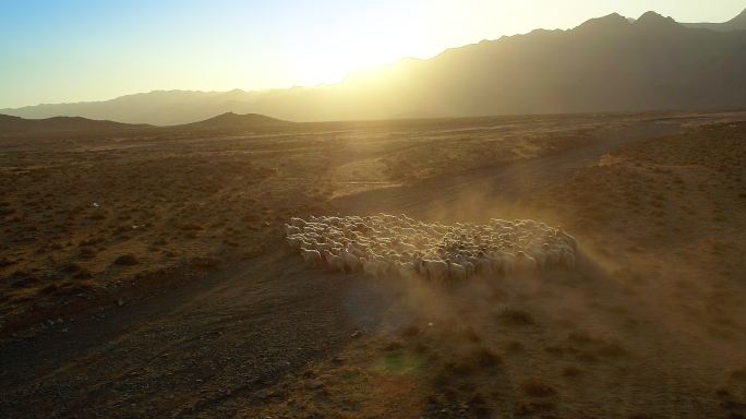 阳光下的羊群