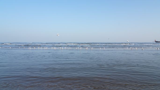 沙滩海浪海鸥4K拍摄