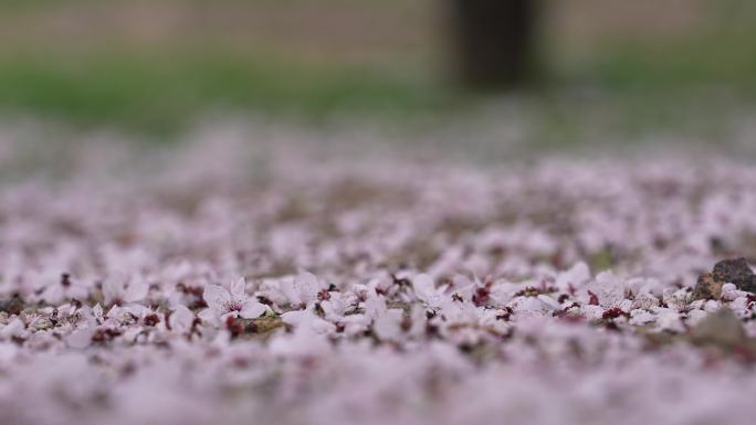 樱花 花瓣飘落 花朵 樱花飘落 樱花花枝