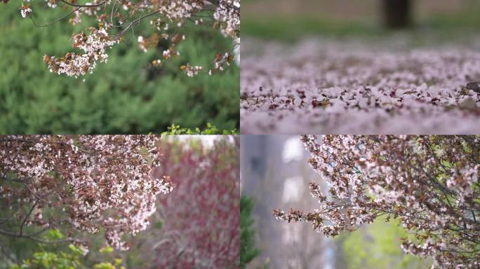 樱花 花瓣飘落 花朵 樱花飘落 樱花花枝