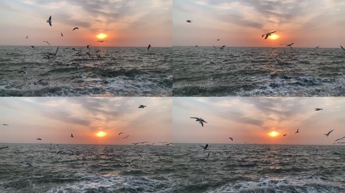海边日出海鸥