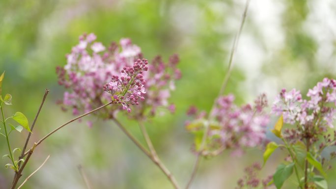 春天花开花瓣春暖花开春回大地丁香花景色