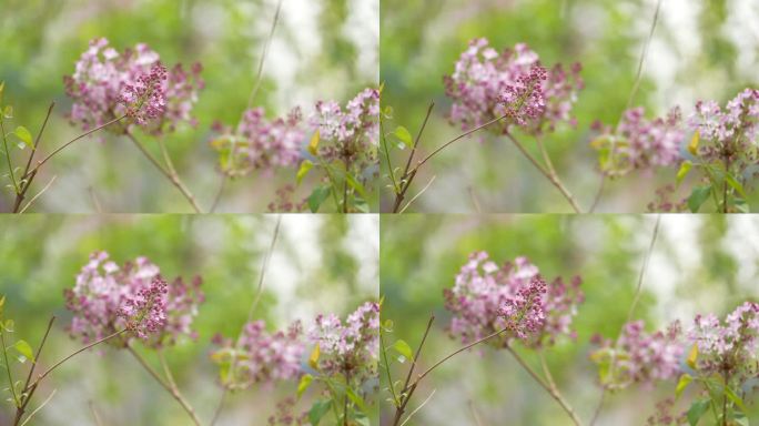 春天花开花瓣春暖花开春回大地丁香花景色