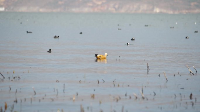 海鸥 海鸟 湿地 大理 大理洱海