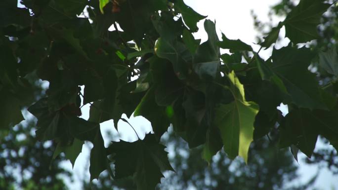 法国梧桐 树叶升格 慢镜头 阳光穿透树叶