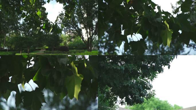 法国梧桐 树叶升格 慢镜头 阳光穿透树叶
