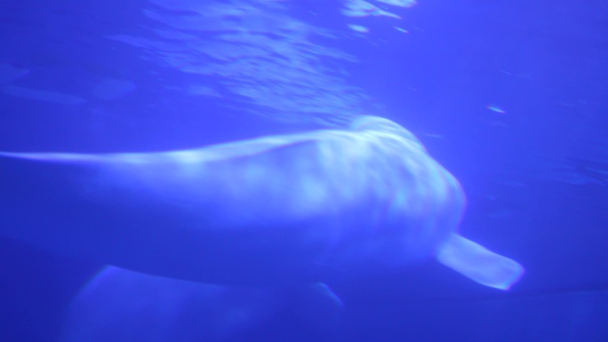 4K实拍水中海豚