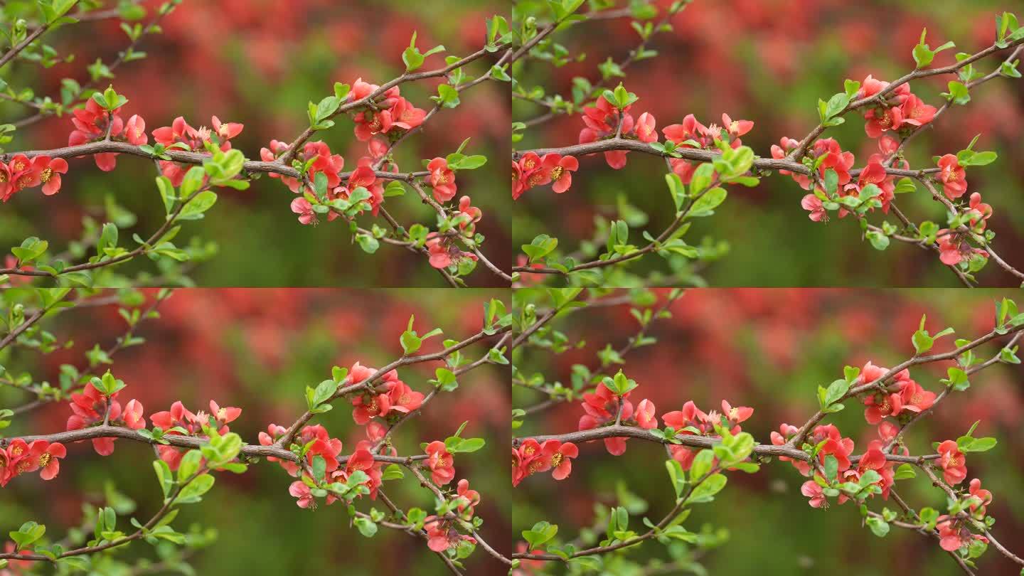 春天海棠花开春暖花开花特写