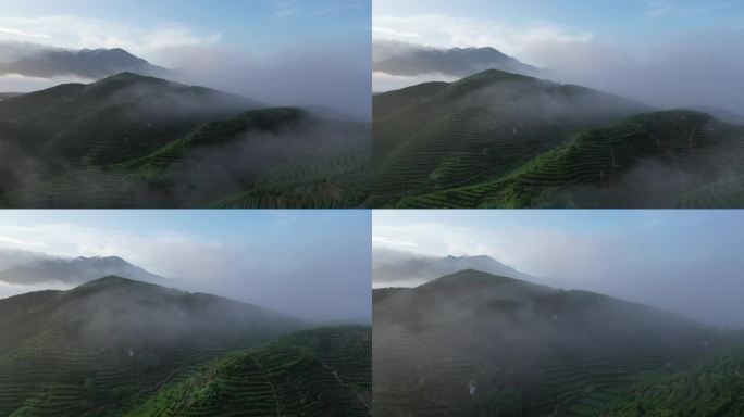 凤凰山云雾