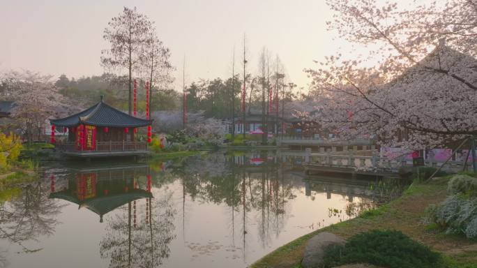 湖北武汉东湖樱花园樱花盛开