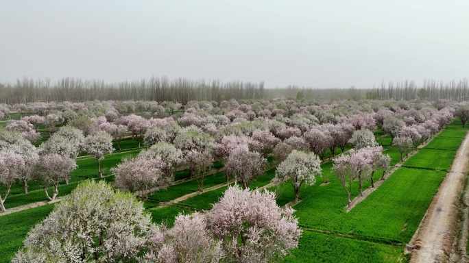 新疆喀什莎车县万亩巴旦木花海小麦航拍