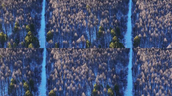 4K俯拍落叶松樟子松树冠24325 15