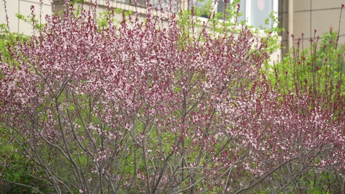 春天东京樱花花瓣花朵小花春暖花开浪漫美好